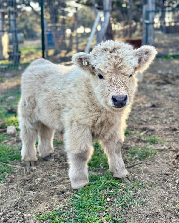Marigold Mini Highland Heifer