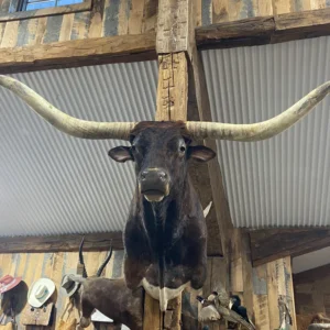 Rot-Weißes Longhorn-Schulterpräparat, Dark Brindle Longhorn Shoulder Mount, Dark Brindle Longhorn Mount for sale, Dark Brindle Longhorn Shoulder Mount price