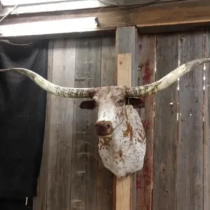 German Longhorn Steer Taxidermy Shoulder Mount for sale, Texas longhorn for sale, Museum-grade craftsmanship featuring unique