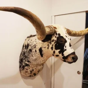 Longhorn shoulder Mount for Sale, Texas longhorn shoulder mount kit, Best texas longhorn shoulder mount, Cow shoulder mount for sale,