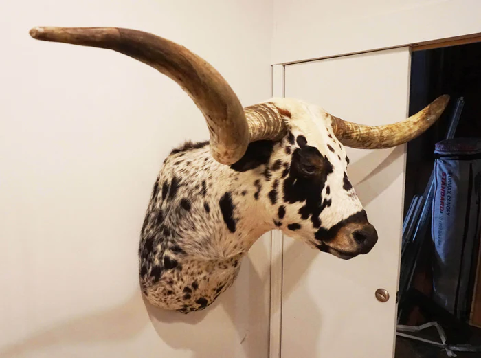 Longhorn shoulder Mount for Sale, Texas longhorn shoulder mount kit, Best texas longhorn shoulder mount, Cow shoulder mount for sale,