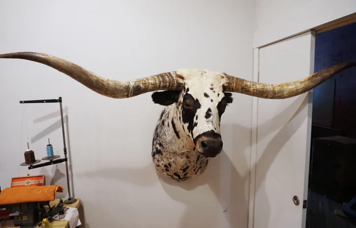Texas Longhorn Shoulder Mount - Image 4