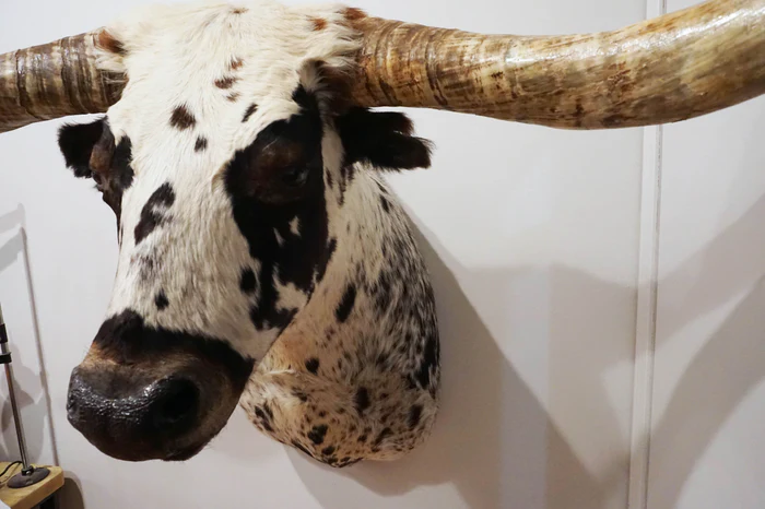 Texas Longhorn Shoulder Mount - Image 2