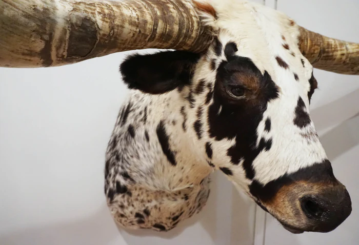Texas Longhorn Shoulder Mount - Image 3