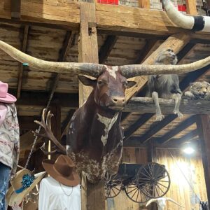 Dark Brown Longhorn Mount, Genuine Steer Horns, Polished Bull Horns, Western Wall Decor, Full Shoulder Taxidermy, Dark Brindle Longhorn.