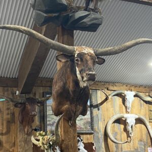 Brindle Longhorn Mount, Tiger Stripe Longhorn Taxidermy, Exotic Longhorn Wall Decor, Hair-on-Hide Longhorn Shoulder Mount