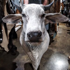 Grey Brahman Shoulder Mount, Brahman Bull Taxidermy, Zebu Cattle Wall Mount, Grey Bos Indicus Taxidermy, South Texas Brahman Decor, Exotic Gray Cattle Mount