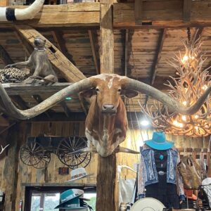Massive Brindle Longhorn Mount, Extra Large Longhorn Taxidermy, Huge Brindle Steer Horns, Longhorn Mount for Vaulted Ceilings, Over-Sized Longhorn Mount