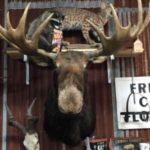 Moose Shoulder Mount, Bull Moose Taxidermy, Alaskan Moose Wall Mount, Trophy Room Moose Decor, Large Palmated Moose Antlers