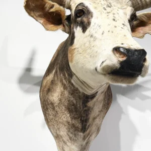 Longhorn shoulder Mount for Sale, Cow shoulder mount for sale, Longhorn Mount for sale, Best texas longhorn shoulder mount