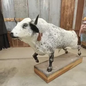 Mexican fighting bull taxidermy mount for sale, Spanish bull skull,Toro de Lidia Tequila, mexican longhorn shoulder mount for sale
