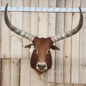 Buy Longhorn Steer Taxidermy Shoulder Mount Online,Longhorn Steer Taxidermy Shoulder Mount for sale,Mahogany Red Longhorn Trophy Mount